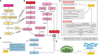 Interaction between ABA and NO in plants under abiotic stresses and its regulatory mechanisms
